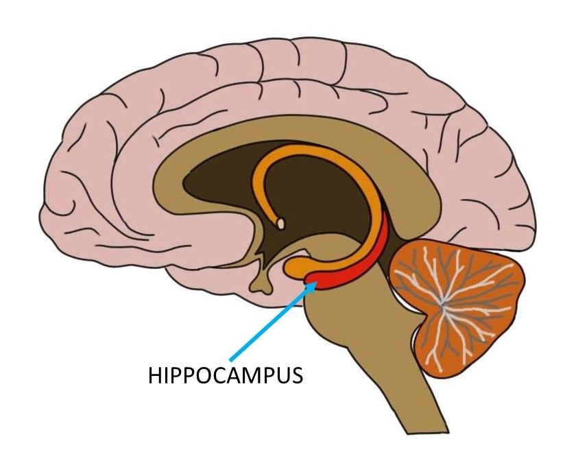 The Magic Storyteller Inside Your Brain: Unpacking the Wonders of the Hippocampus